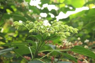 绿化苗木海州常山苗 臭梧桐苗 八角梧桐苗 香楸苗