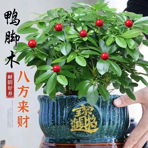 八方来财盆栽鸭脚木四季常青