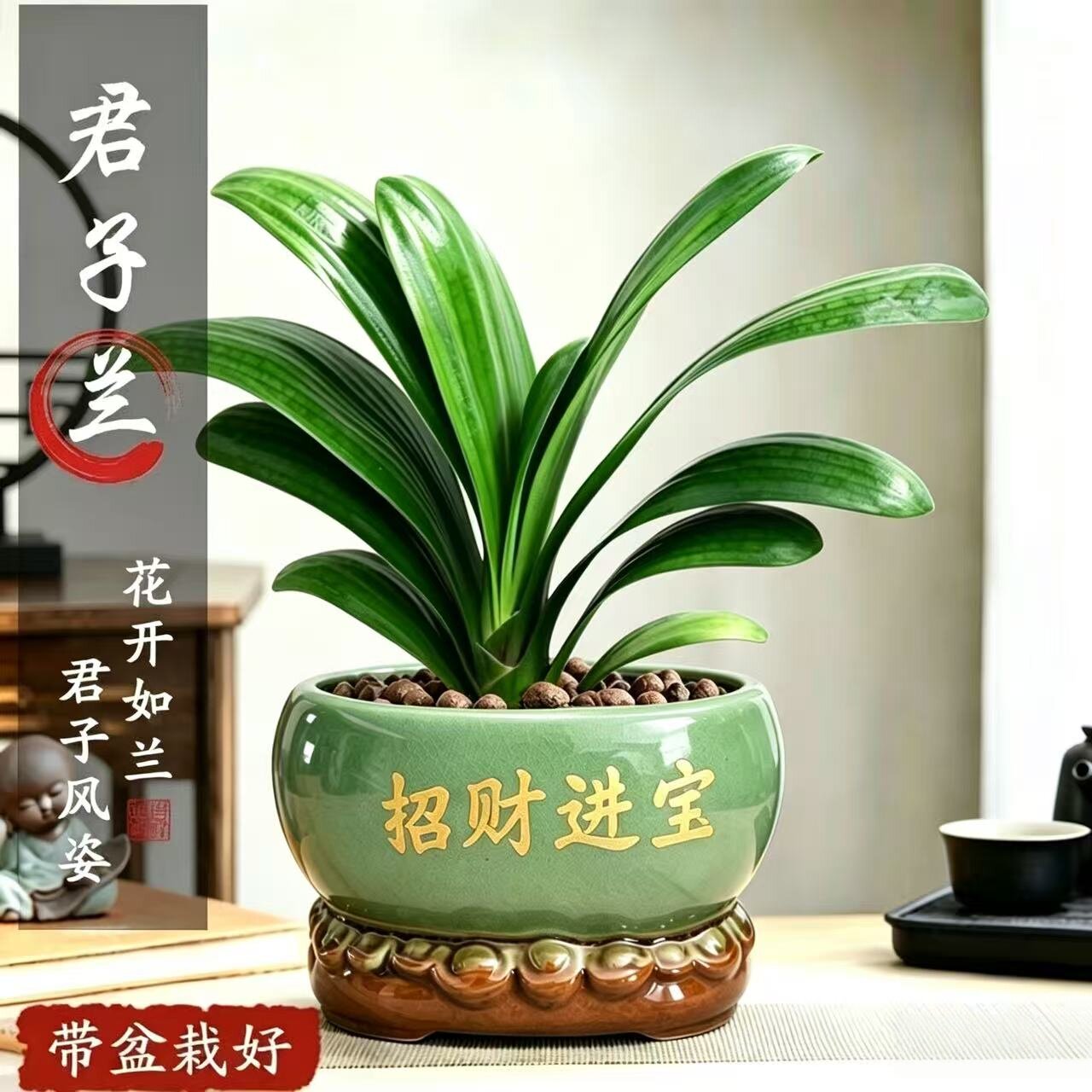 君子兰室内绿植净化空气