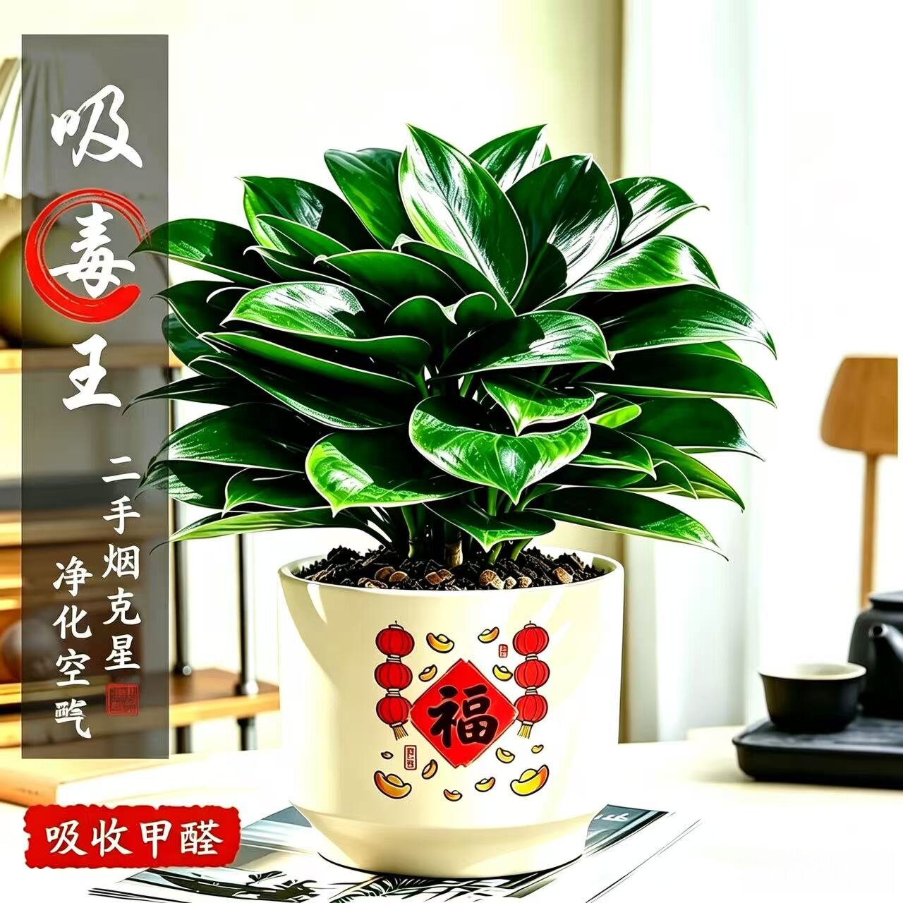 金钻四季常青易活植物净化空气
