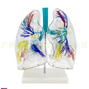 肺段模型 透明肺段模型肺模型胸外科支气管树人体肺部解剖模