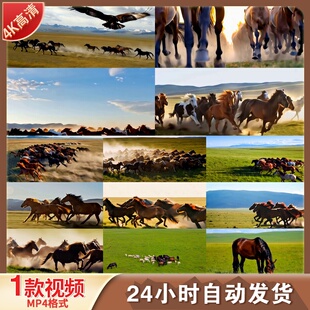 高清万马奔腾骏马奔跑草原马群赛马场蒙古族文化内蒙古视频素材