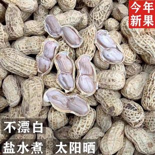 福建福安特产小种花生穆阳洋溪农家水煮花生盐水煮白晒淡咸干花生