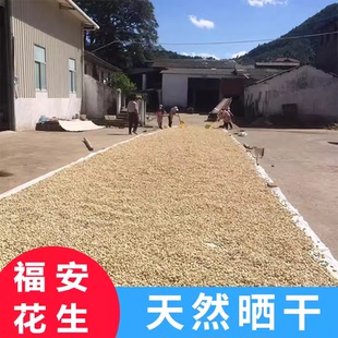 福建福安小种花生 正宗穆阳特产洋溪水煮盐水白晒干咸花生5斤包邮