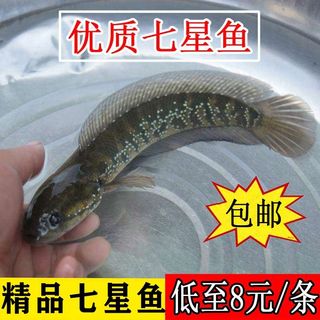 七星鱼精品冷水观赏鱼淡水食用山斑月鳢蛇鱼肉食原生珍珠雷龙鱼