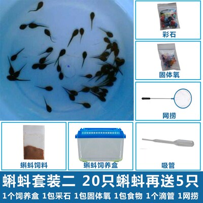 水族宠物小蝌蚪送蝌蚪饲料青蛙类颗粒饲料幼儿园观赏观察活物蝌蚪