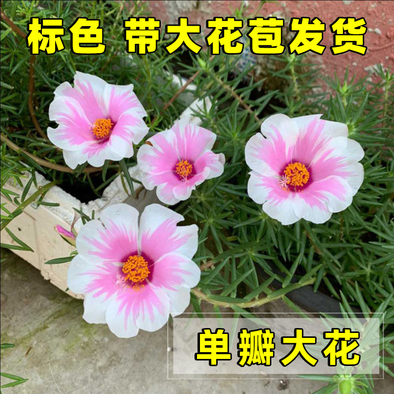 单瓣花苗枝条宿根阳台太阳花盆栽