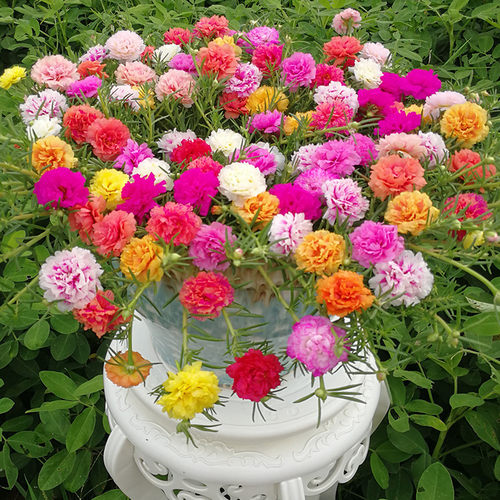重瓣太阳花苗枝条标色带花苞