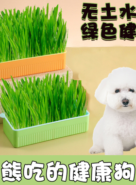 比熊专用狗吃的草宠物零食狗狗宠物草球宠物用品绿色无土盆栽懒人