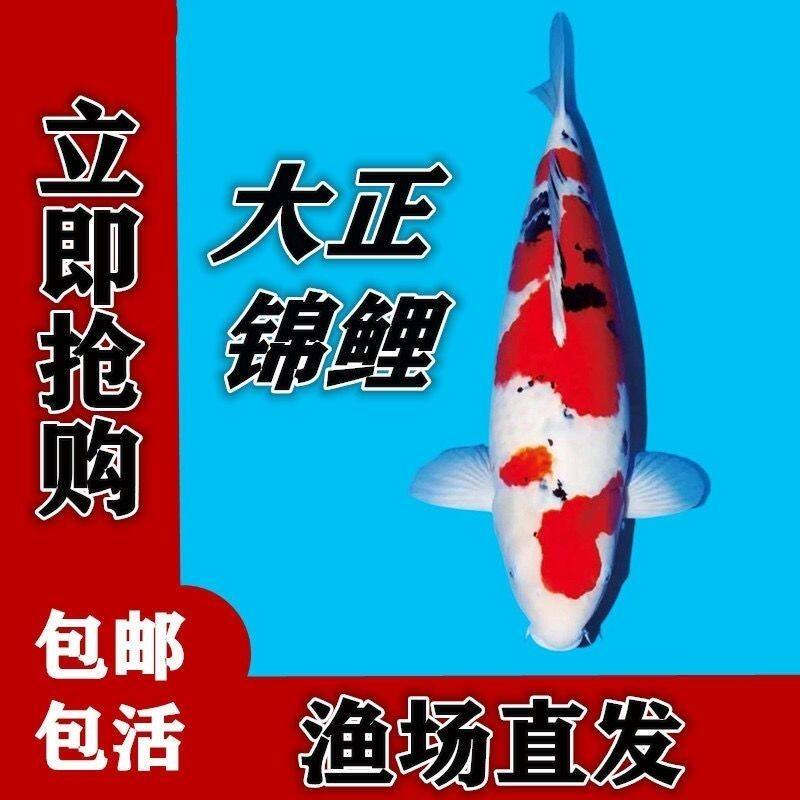 纯种大正三色红白锦鲤鱼大型冷水鱼