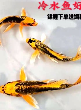 金鱼好养锦鲤观赏鱼淡水鱼淡水鱼