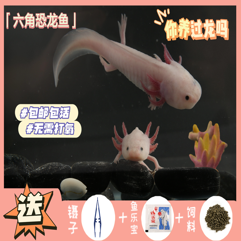 六角恐龙鱼蝾螈冷水淡水鱼好养耐活鱼观赏鱼不打氧鱼网红小宠物