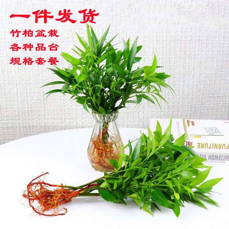 水培新宠驱蚊竹柏富贵竹水养绿植
