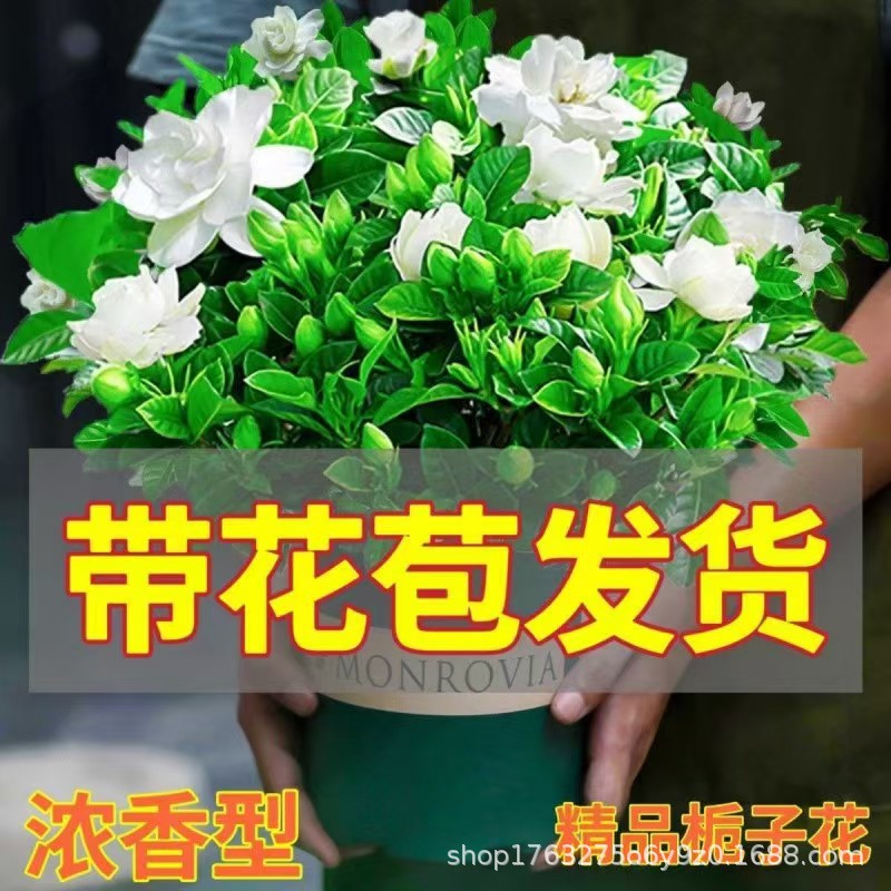 栀子花浓香型盆栽花卉室内绿植|