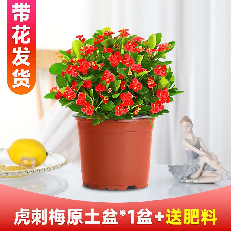 虎刺梅盆栽大花老桩带花苞阳台