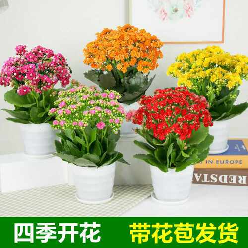 四季开花长寿花盆栽金狐狸绿植带