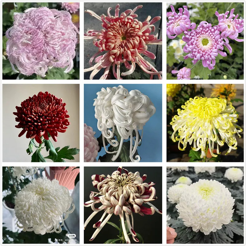 大菊花苗盆栽地栽四季开花九月可图片