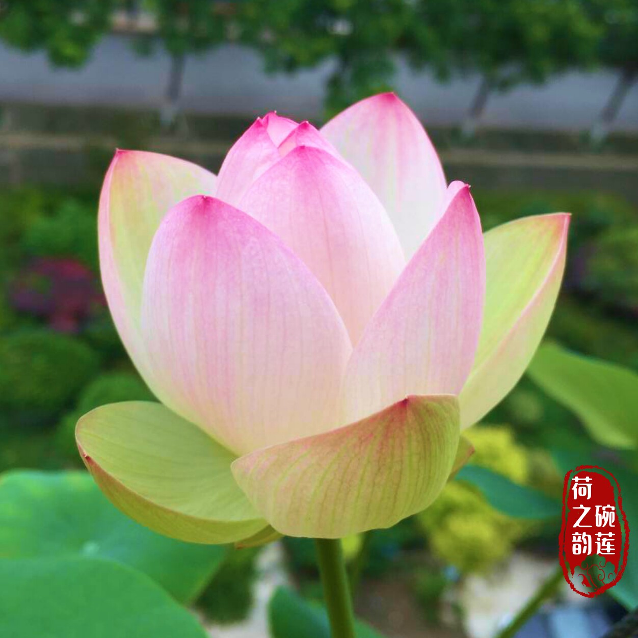 小仙子多花碗莲种藕苗子盆栽荷花苗室内阳台庭院鱼池多年水生植物