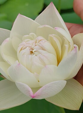 荷之韵正品恋人大型观赏荷花