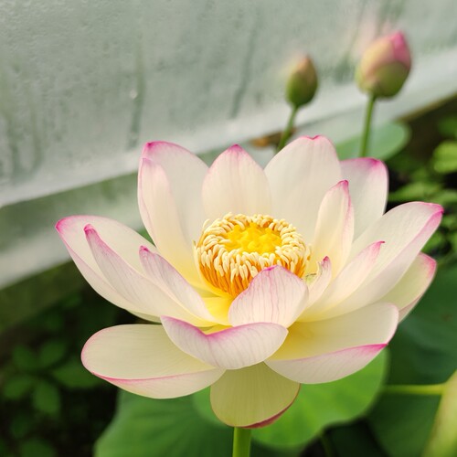 彩云翔大型盆栽荷花荷之韵正品