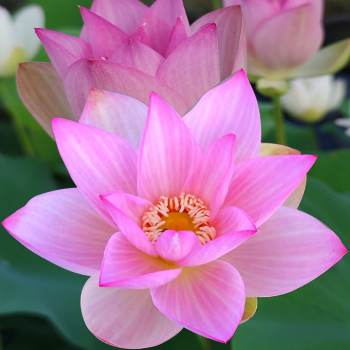 荷之韵正品观赏荷花神州美