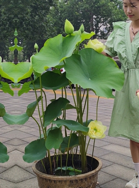 重瓣黄色大型荷花种藕根碗莲种苗子阳台庭院鱼池水生花卉睡莲室内
