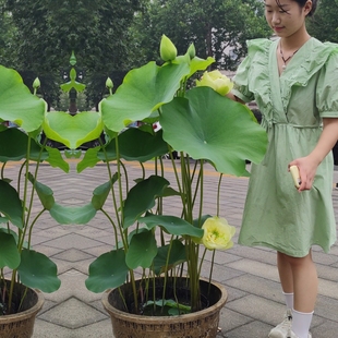 重瓣黄色大型荷花种藕根碗莲种苗子阳台庭院鱼池水生花卉睡莲室内