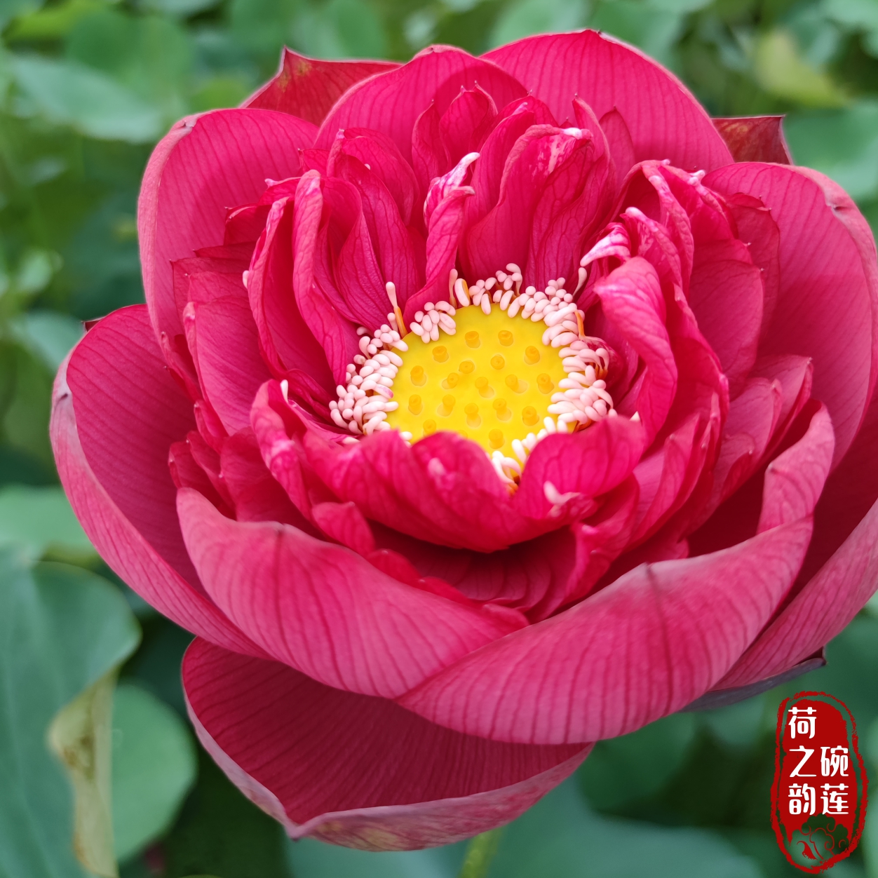 子夜大型盆栽荷花庭院荷之韵正品