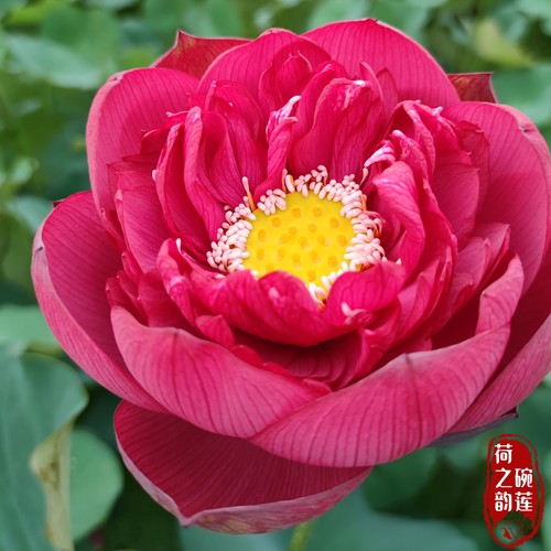 子夜大型盆栽荷花庭院荷之韵正品