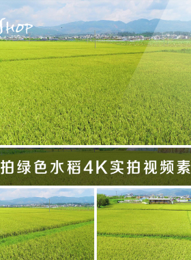 航拍绿色水稻4K视频素材实拍金黄色稻田农业种植谷物稻谷田野田地