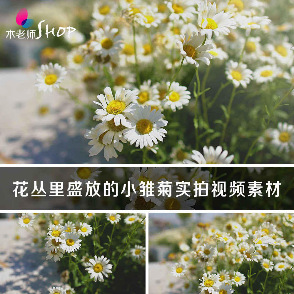 花丛里盛放的小雏菊实拍视频素材清新植物花卉盛开放菊花特写镜头