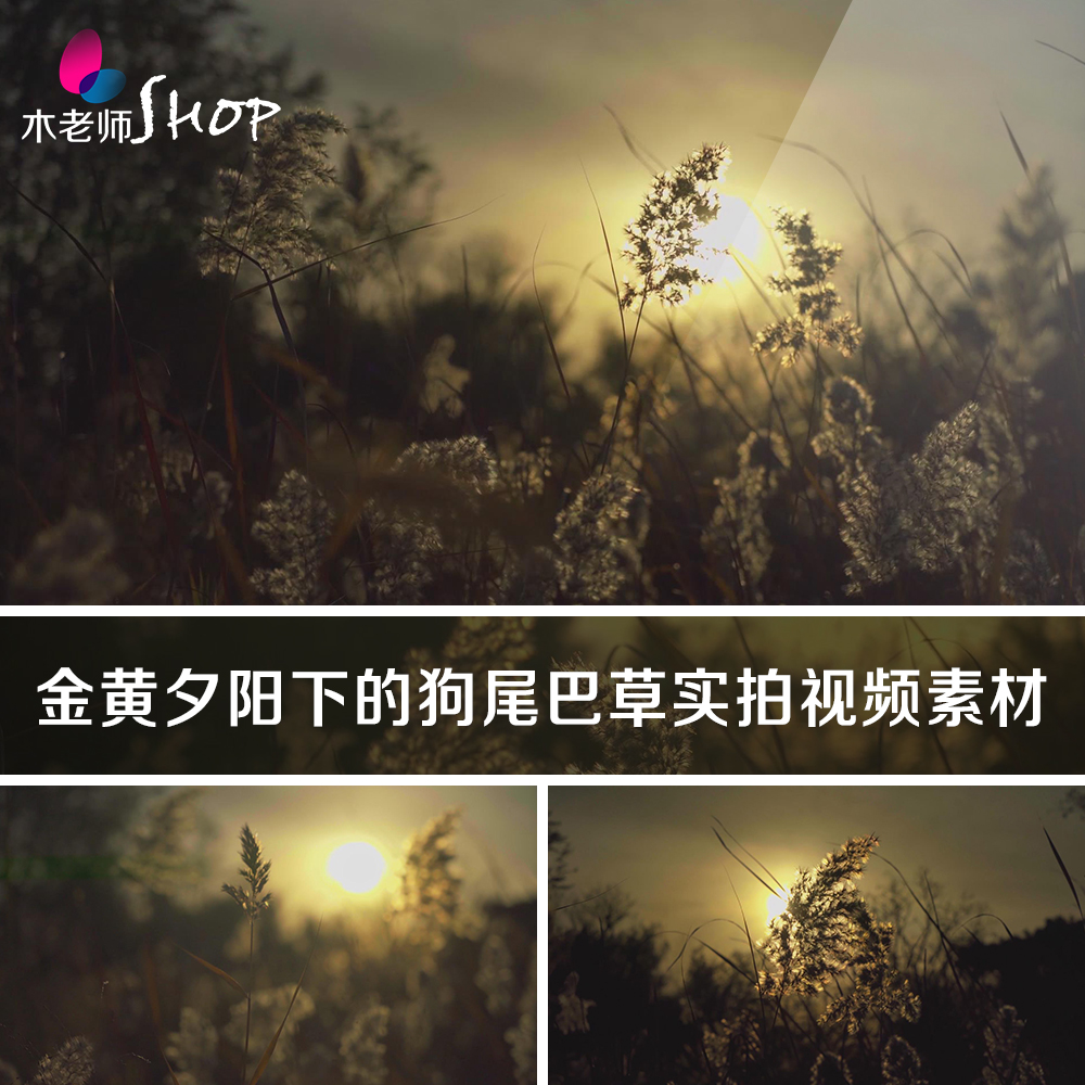 金黄夕阳下的狗尾巴草实拍视频素材黄昏傍晚落日余晖