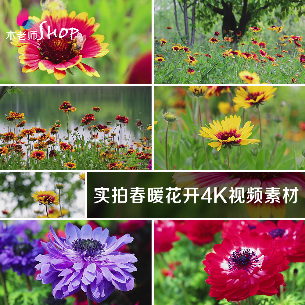 实拍春暖花开4k视频素材花卉鲜花绽放郊外大自然美景拍摄花朵特写