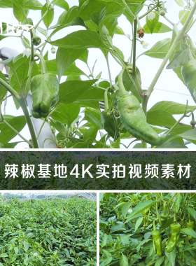 辣椒基地4K实拍视频素材农业种植业绿色蔬菜果蔬菜园尖椒杭椒植物