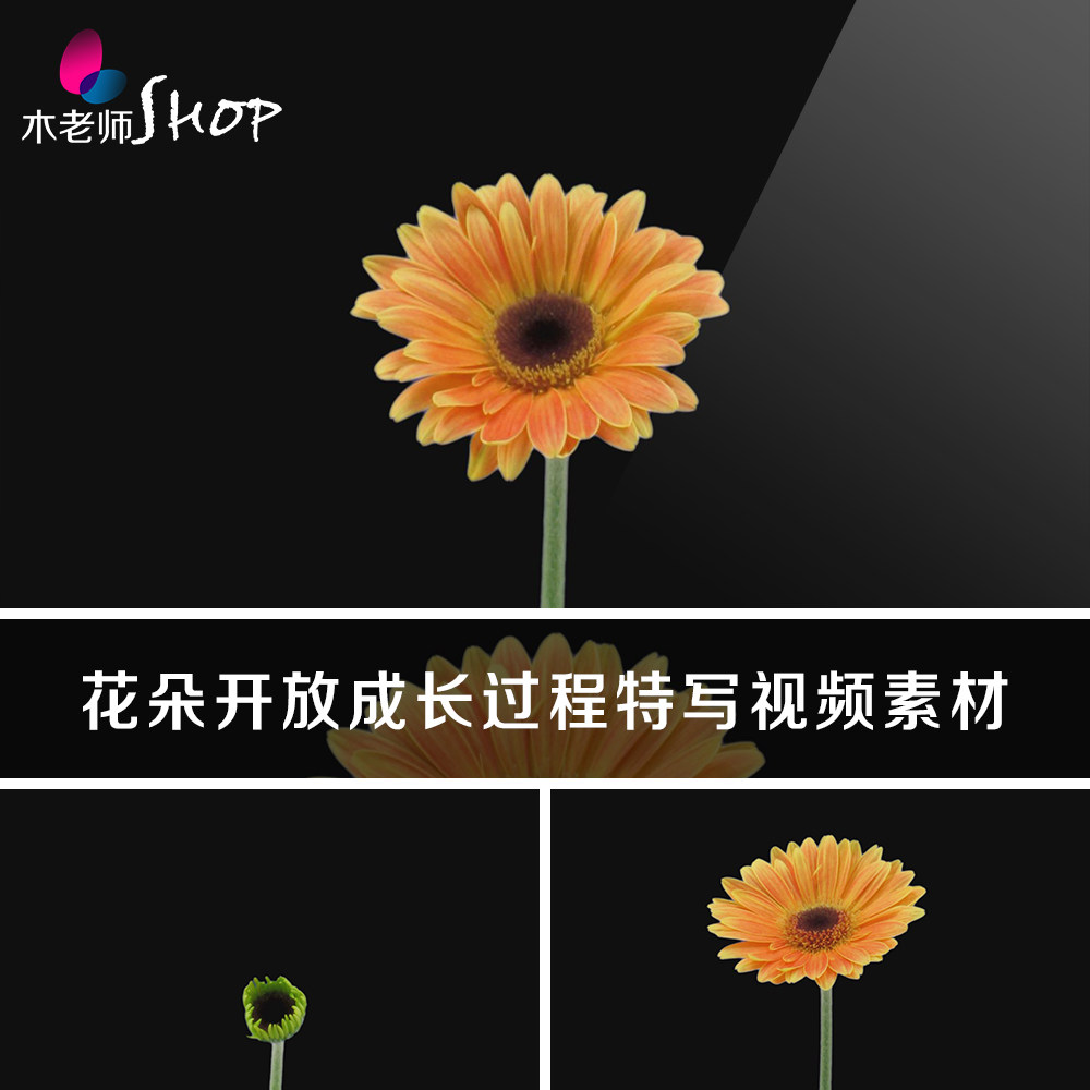 菊花花朵开放成长过程特写视频素材植物花儿开花绽放绿植鲜花盛开