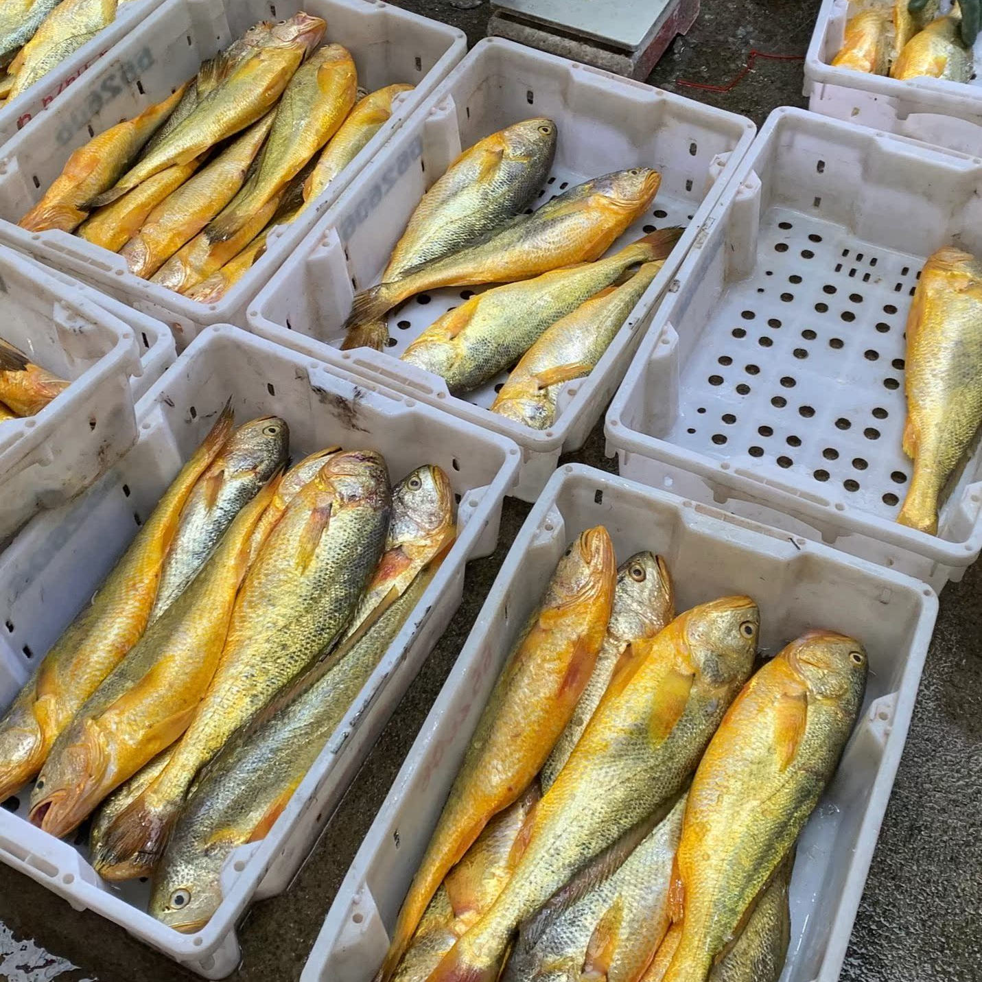 浙奉渔东海纯野生冰鲜大黄鱼 中条野生黄鱼新鲜蒜瓣肉黄花鱼海捕