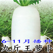 秋季播长白萝卜种子九斤王白萝卜籽白玉萝卜水果萝卜耐寒蔬菜种籽