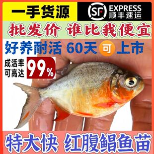 正宗鲳鱼苗红腹鲳鱼淡水养殖白鲳鱼仓鱼苗凶猛食用水产易养观赏鱼
