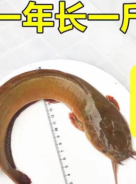 本地塘鲺塘角鱼苗三黄塘鲺鱼苗