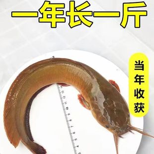 本地塘鲺鱼苗塘角鱼苗鲶鱼苗皇妃一号三黄塘鲺淡水养殖土塘虱鱼苗