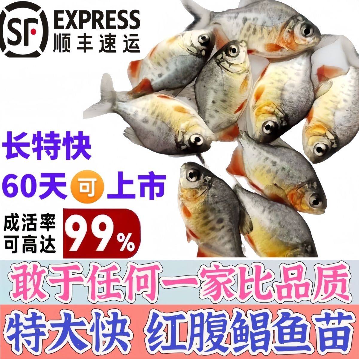 正宗鲳鱼苗红腹鲳鱼淡水养殖白鲳鱼仓鱼苗凶猛食用水产易养观赏鱼