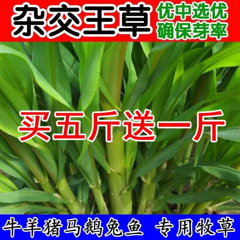 四季高产牧草种子甜象草大叶晚熟杂交王草种籽牛羊猪鱼兔养殖畜牧