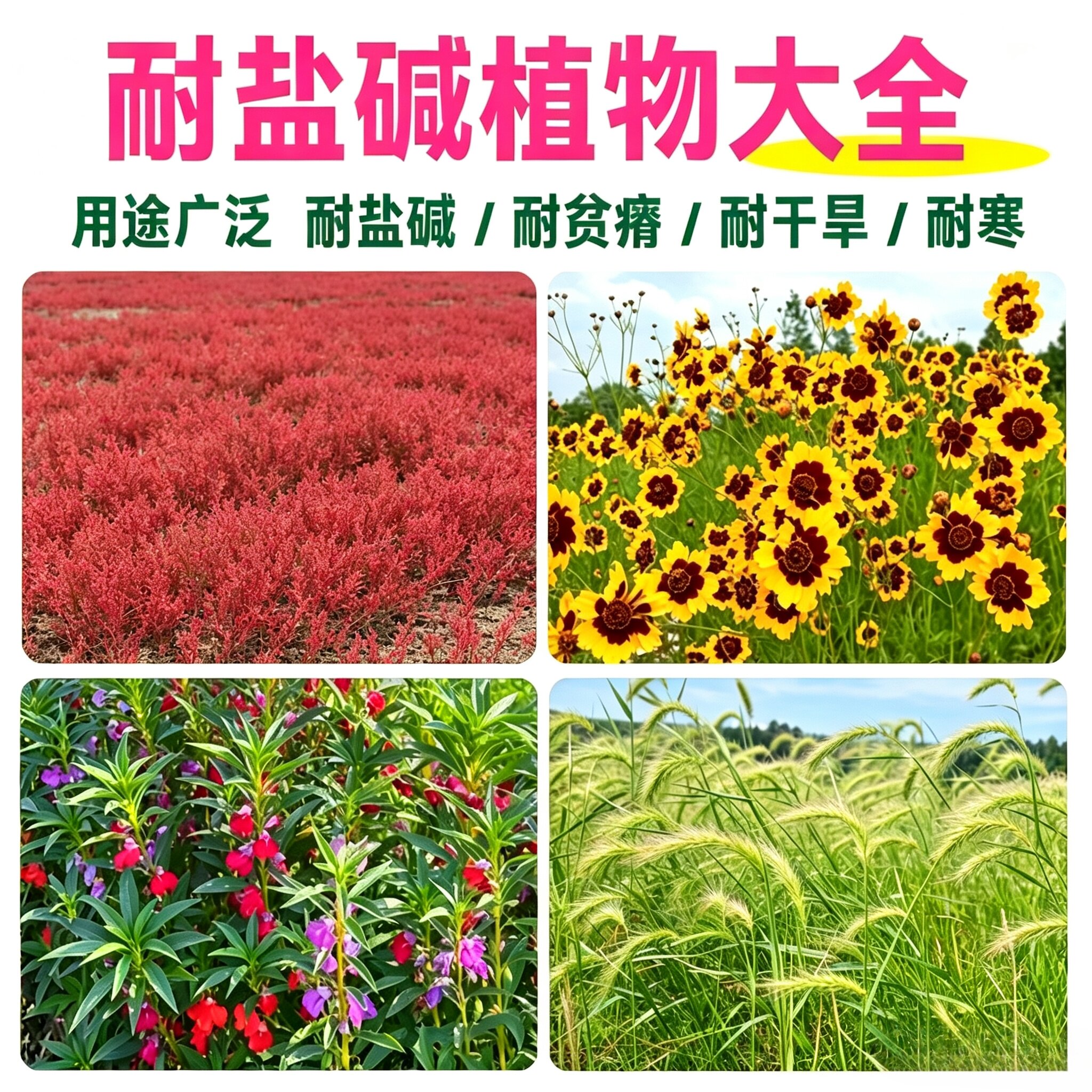 盐碱地开花复绿耐寒耐旱耐碱种子