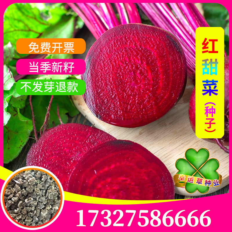红甜菜种子高产红田菜根籽紫红菜头芽苗菜阳台盆栽食用四季播种孑