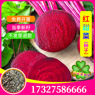 红甜菜种子高产红田菜根籽紫红菜头芽苗菜阳台盆栽食用四季播种孑