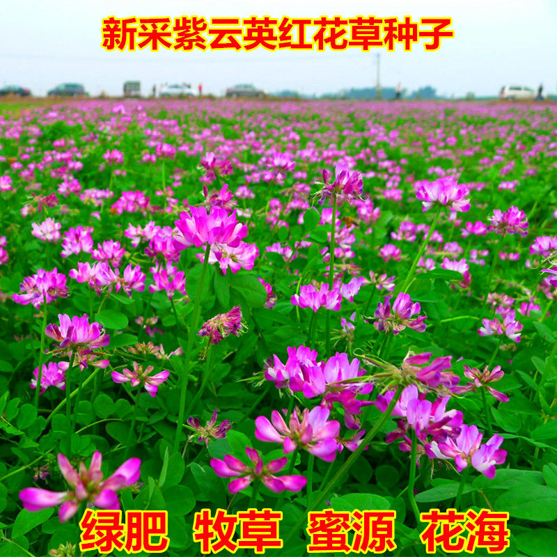 紫云英种子红花草种子养蜂蜜源高产绿肥牧草种子食用野菜种籽