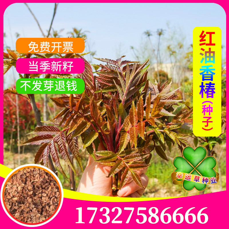 香椿种子红油芽苗菜红椿树香椿铃香铃子香椿芽种籽阳台庭院四季播