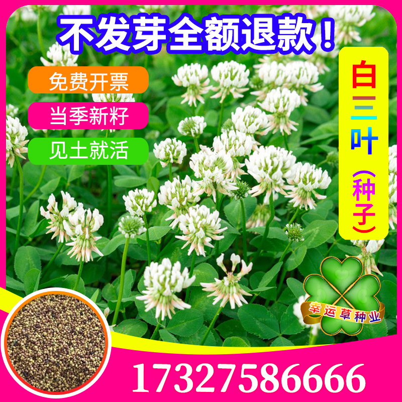 白三叶草种子红花三叶草种籽四季开花绿化耐寒耐旱矮生车轴草包活
