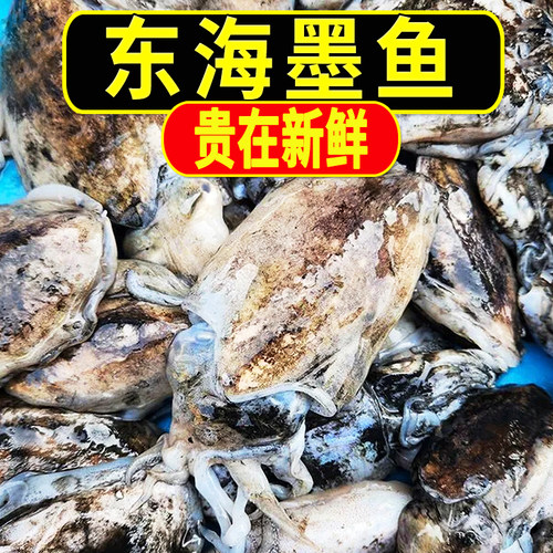新鲜墨鱼乌贼鲜活速冻发货