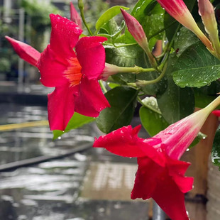 御品阁 临时链接 4